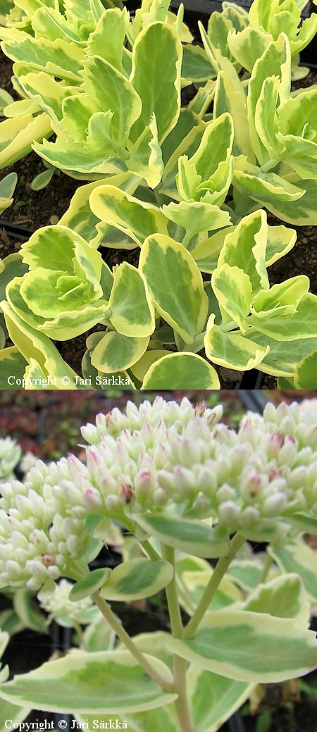 Sedum 'Autumn Charm', komeamaksaruoho